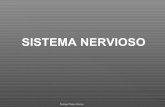 04 Sistema Nervioso