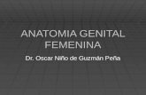 Anatomia Genital Femenina