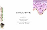 Estructura de la epidermis.