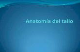 Anatomía Del Tallo (1)