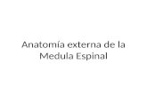 Anatomía Externa de La Medula Espinal
