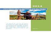 Cultivo de La Quinua en El Peru