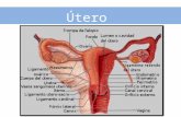 Anatomía Femenino.pptx