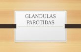 GLANDULAS PARÓTIDAS