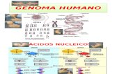 Señas ADN Cromosomas