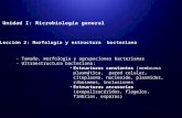 Morfología y estructura bacteriana