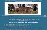 Mejoramiento Genetico y Calidad de Carne Cerdos