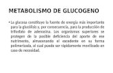 Metabolismo de Glucogeno