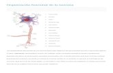 Organización Funcional de La Neurona