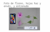 Foto de Flores, Hojas Haz y Envés