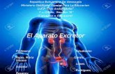 Diapositiva Del Aparato Excretor