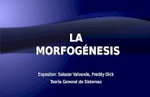 15 Morfogénesis