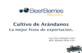 Cultivo de Arándano - La Mesdffdsjor Fruta de Exportación