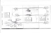 Anatomia de La Neurona, cuerpo celular y prolongaciones, mielina