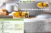 Metabolismo de Los Lípidos1