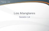 Sesión 19a - El Manglar
