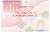 Digestión y Absorción de CarbohidratosNAP