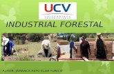 Industria Forestal
