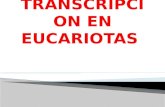 Regulacion de La Transcipcion en Eucariontes (2)