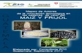 Informe Final-cadenas de Valor Maiz y Frijol_corregido02112012 (1)