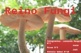 Reinio fungi