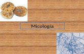 Micologia,Definicion Historia Diagnostico