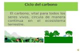 Presentacion Del Ciclo Del Carbono