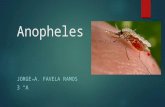 plasmodium - Anopheles