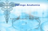 Anatomia Faringe