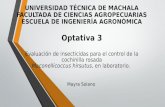 Cochinilla Rosada (Maconellicoccus hirsutus)