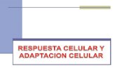 2.-Adaptacion Celular Uap