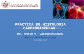 [Lab] Histologia - Cardiovascular