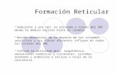 Formacion Reticular