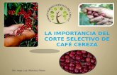 La Importancia Del Corte Selectivo de Café Cereza