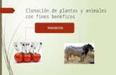Clonación de Plantas y Animales Con Fines Benéficos