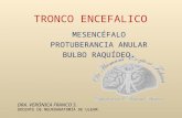 Tronco Encefalico New (1)