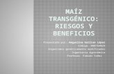 MaÃ z Transgenicos