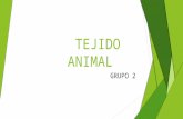 TEJIDO ANIMAL.pptx