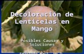 Decoloración de Lenticelas en Mango