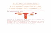 Video Menstruacion Transquibido