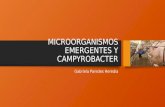 Actividad 2 – Microorganismos Emergentes y Campyrobacter