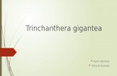 Trinchanthera gigantea