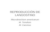 Reproducción m. Americanum