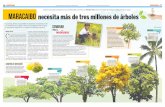 Maracaibo necesita 3 millones de árboles