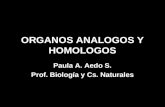 Organos Analogos y Homologos