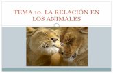 La Relación en Animales2