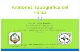 anatomia topografica de torax.pptx