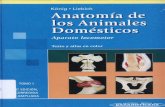 Anatomía de Los AnimaleAnatomía de los animales domésticos, Aparato locomotor Domésticos, Aparato Locomotor - König, Liebich