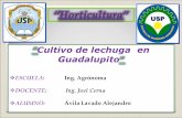 Lechuga - Guadalupito.ppt
