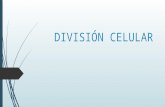 División Celular- Mitosis y Meiosis